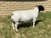 LOT 45 1X DORPER RAM Leroy Phillips TYPE 5