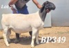 LOT 29 1X DORPER FLOCK RAM BAMADIE DORPERS