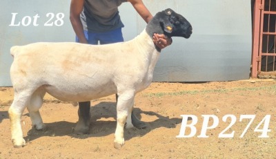 LOT 28 1X DORPER FLOCK RAM BAMADIE DORPERS