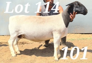 WITHDRAW -LOT 114 1X DORPER OOI/EWE BAMADIE DORPERS