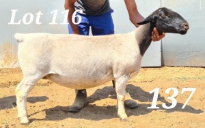 LOT 116 1X DORPER OOI/EWE BAMADIE DORPERS