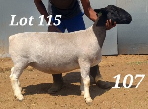 WITHDRAW -LOT 115 1X DORPER OOI/EWE BAMADIE DORPERS