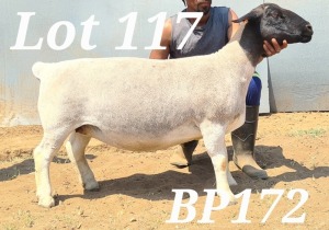 WITHDRAW -LOT 117 1X DORPER OOI/EWE BAMADIE DORPERS