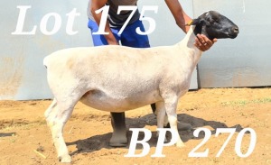 LOT 175 1X DORPER FLOCK OOI/EWE BAMADIE DORPERS