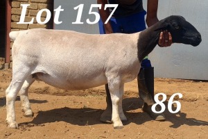 LOT 157 1X DORPER FLOCK OOI/EWE BAMADIE DORPERS