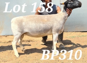 LOT 158 1X DORPER FLOCK OOI/EWE BAMADIE DORPERS