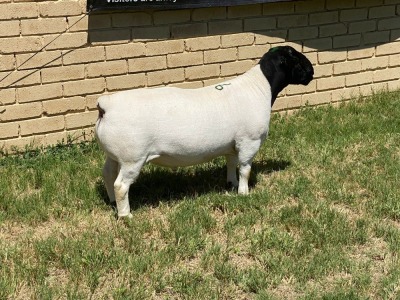 LOT 46 1X DORPER RAM Leroy Phillips TYPE 5