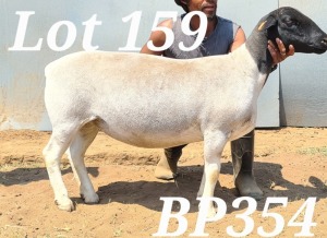 LOT 159 1X DORPER FLOCK OOI/EWE BAMADIE DORPERS