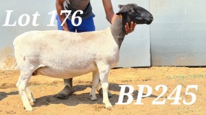 WITHDRAW -LOT 176 1X DORPER OOI/EWE BAMADIE DORPERS