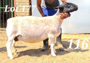 LOT 177 1X DORPER FLOCK OOI/EWE BAMADIE DORPERS