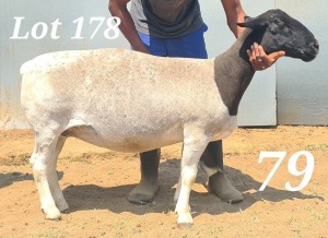 WITHDRAW -LOT 178 1X DORPER OOI/EWE BAMADIE DORPERS