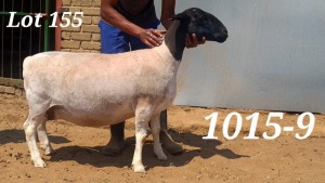 LOT 155 1X DORPER FLOCK OOI/EWE BAMADIE DORPERS