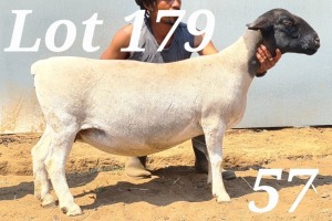 LOT 179 1X DORPER FLOCK OOI/EWE BAMADIE DORPERS