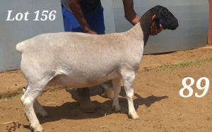 WITHDRAW -LOT 156 1X DORPER OOI/EWE BAMADIE DORPERS