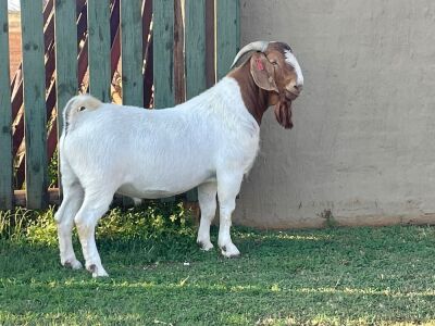 1X BOER GOAT FLOCK RAM NELL BOERBOKKE