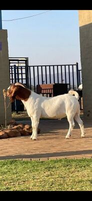 1X BOER GOAT FLOCK RAM NELL BOERBOKKE