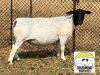 LOT 48 1X DORPER T5 OOI/EWE TIEGERPOORT DORPER STOET