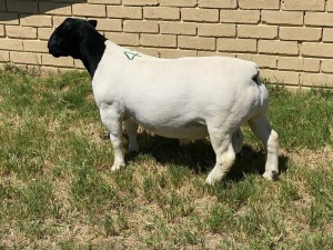 LOT 47 1X DORPER RAM Leroy Phillips TYPE 5