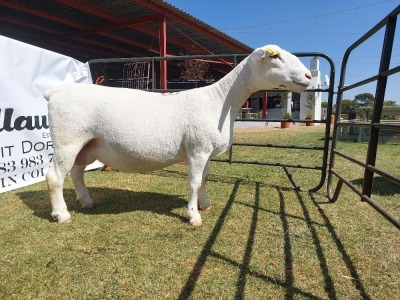 LOT 83 1X WIT DORPER STOET OOI/EWE WELLAWAY WITDORPERS