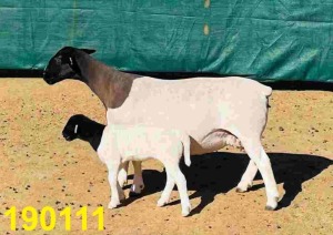 LOT 98 1+1X DORPER KUDDE OOI/EWE DOORNFONTEIN DORPERS