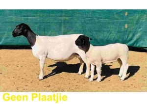 LOT 99 1+1X DORPER STOET OOI/EWE DOORNFONTEIN DORPERS