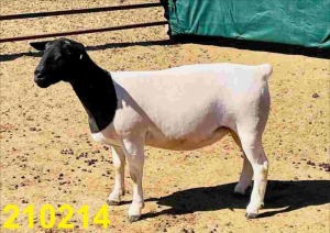 LOT 101 1X DORPER STOET OOI/EWE DOORNFONTEIN DORPERS