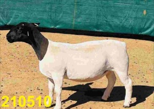 LOT 145 1X DORPER KUDDE OOI/EWE DOORNFONTEIN DORPERS