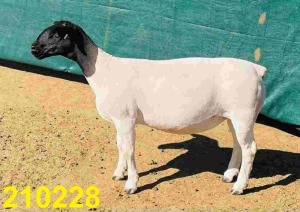 LOT 102 X DORPER KUDDE OOI/EWE DOORNFONTEIN DORPERS