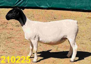 LOT 144 1X DORPER KUDDE OOI/EWE DOORNFONTEIN DORPERS