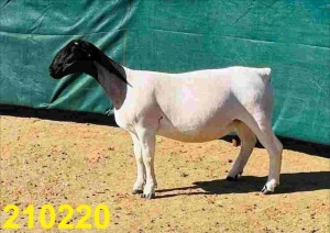 LOT 146 1X DORPER KUDDE OOI/EWE DOORNFONTEIN DORPERS