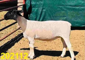 LOT 147 1X DORPER KUDDE OOI/EWE DOORNFONTEIN DORPERS