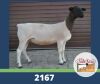 LOT 58 1X DORPER KUDDE OOI/EWE DE OUDE KRAAL DORPERS