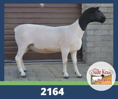 LOT 59 2X DORPER STOET OOI/EWE DE OUDE KRAAL DORPERS