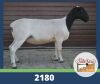 LOT 59 2X DORPER STOET OOI/EWE DE OUDE KRAAL DORPERS - 2