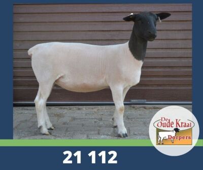 LOT 60 2X DORPER KUDDE OOI/EWE DE OUDE KRAAL DORPERS