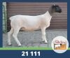 LOT 60 2X DORPER KUDDE OOI/EWE DE OUDE KRAAL DORPERS - 2