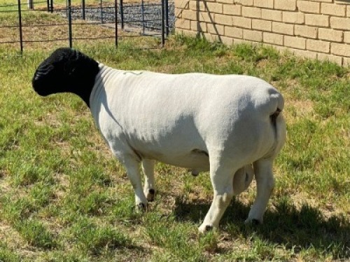 LOT 27 1X DORPER RAM Leroy Phillips TYPE 5