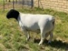 LOT 27 1X DORPER RAM Leroy Phillips TYPE 5