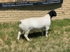 LOT 51 1X DORPER RAM Leroy Phillips STUD