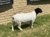 LOT 52 1X DORPER RAM Leroy Phillips STUD