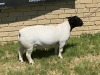 LOT 53 1X DORPER RAM Leroy Phillips STUD