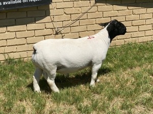 LOT 54 1X DORPER RAM Leroy Phillips STUD