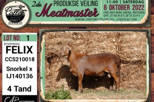 LOT 1 1X MEATMASTER FELIX RAM COLLEN BOERDERY