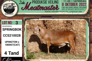 LOT 3 1X MEATMASTER SPRINGBOK RAM COLLEN BOERDERY