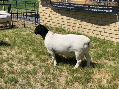 LOT 49 1X DORPER RAM Leroy Phillips STUD