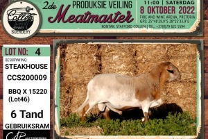 LOT 4 1X MEATMASTER STEAKHOUSE RAM COLLEN BOERDERY