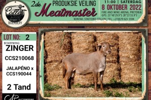 LOT 2 1X MEATMASTER ZINGER RAM COLLEN BOERDERY