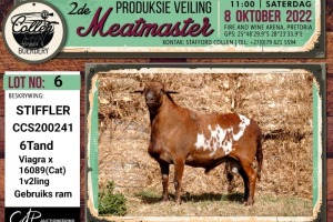 LOT 6 1X MEATMASTER STIFFLER RAM COLLEN BOERDERY