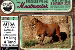 LOT 7 1X MEATMASTER AITSA RAM COLLEN BOERDERY