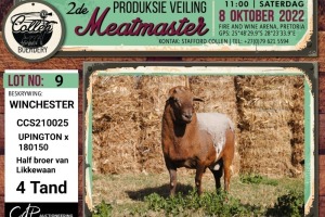 LOT 9 1X MEATMASTER WINCHESTER RAM COLLEN BOERDERY